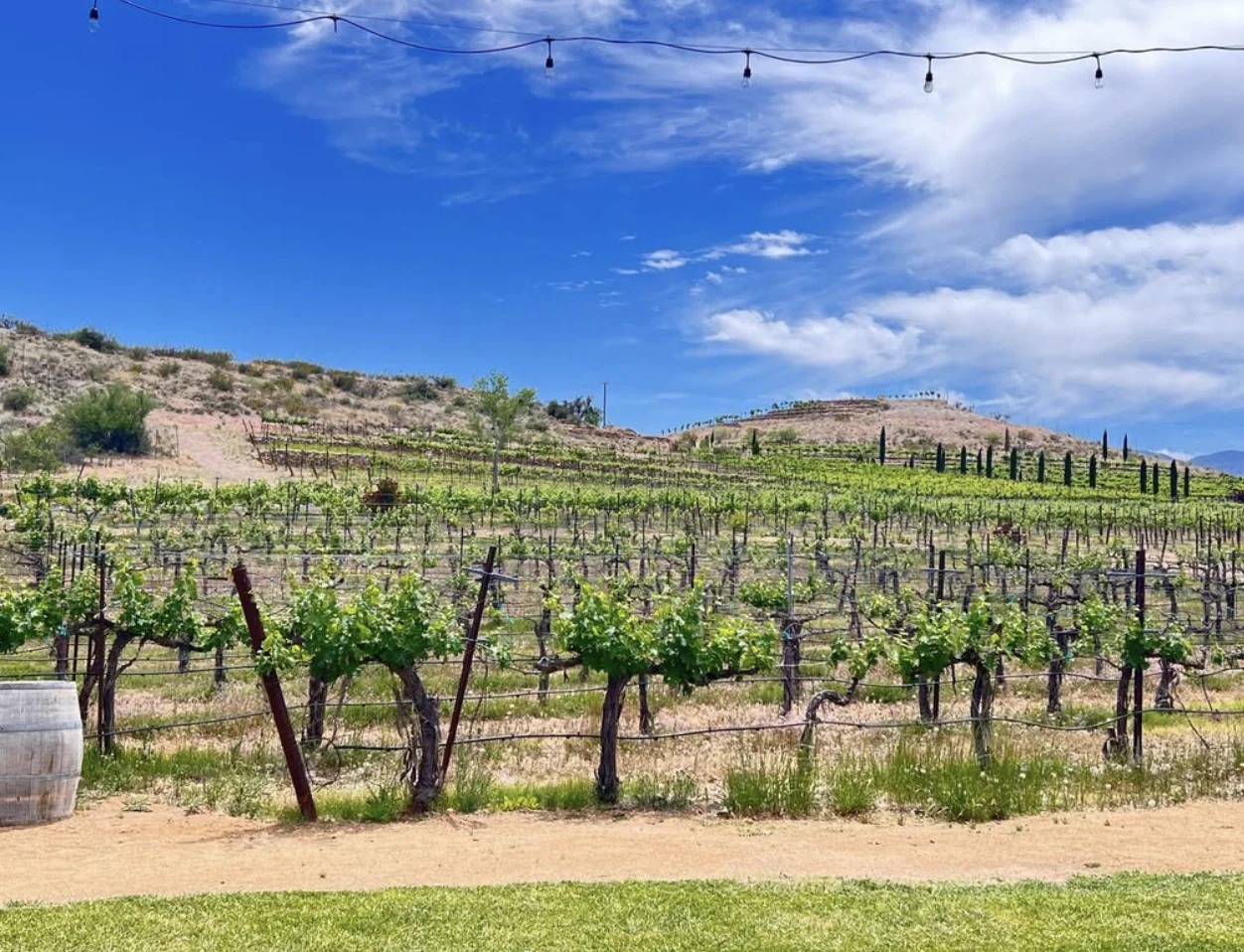 A Multi-Vineyard & Winery Tasting Experience - Image 5