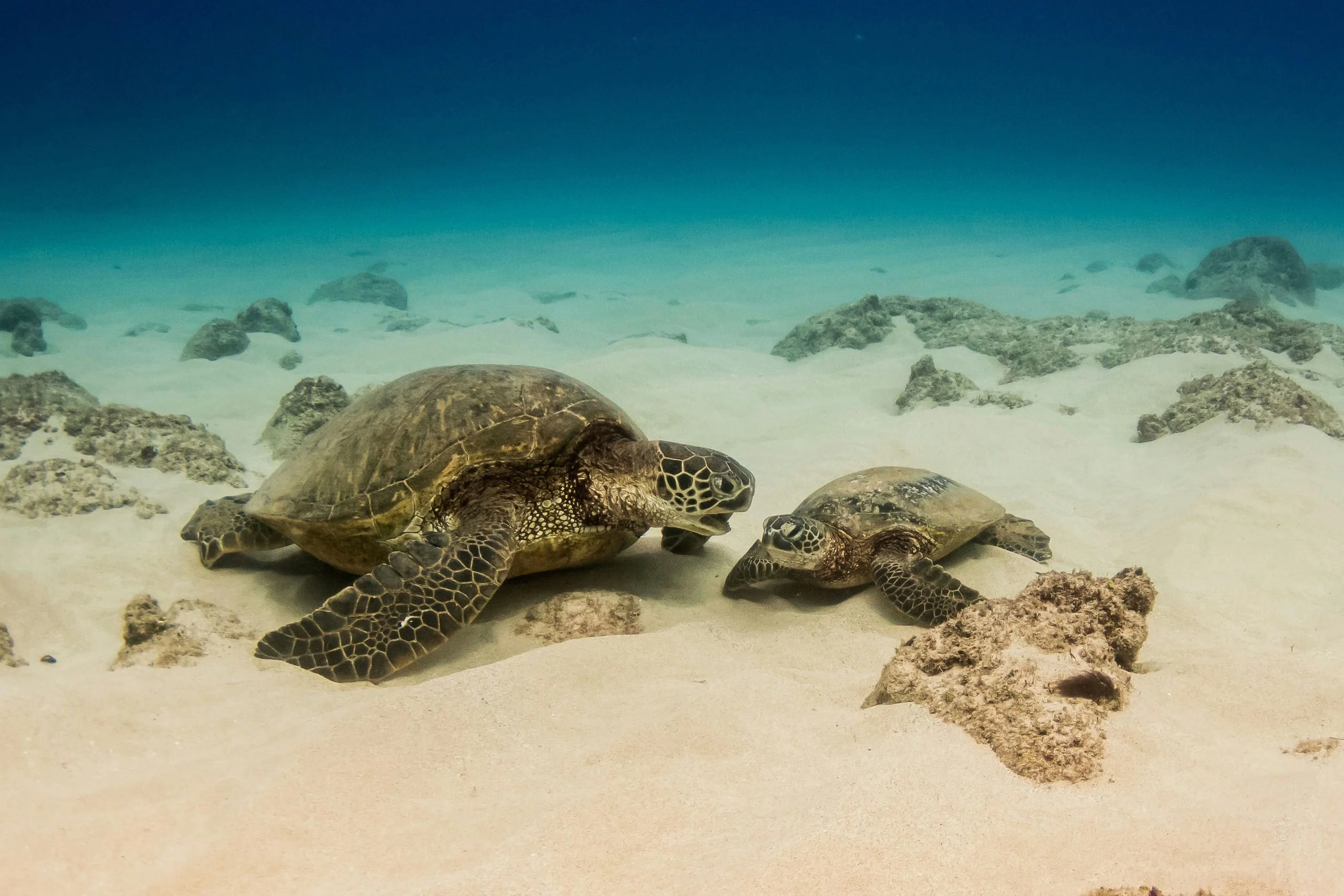 Afternoon Sea Turtle Safari - Image 2