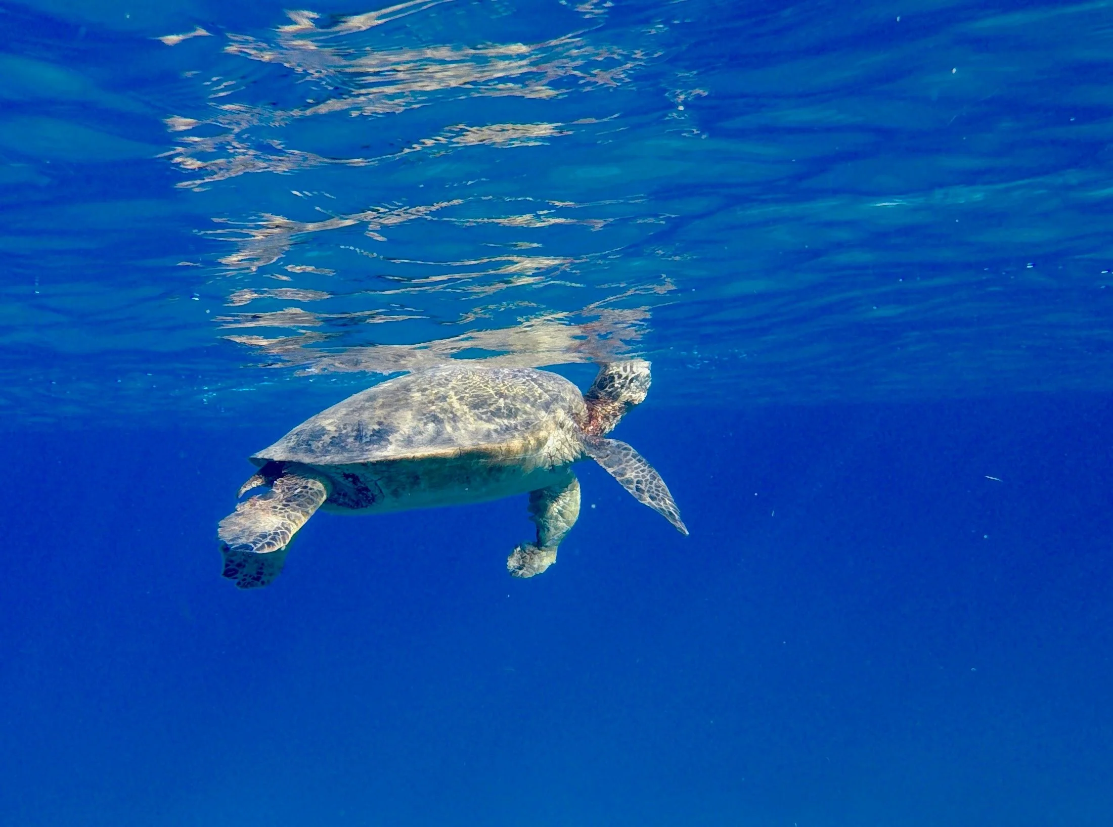 Afternoon Sea Turtle Safari - Image 5