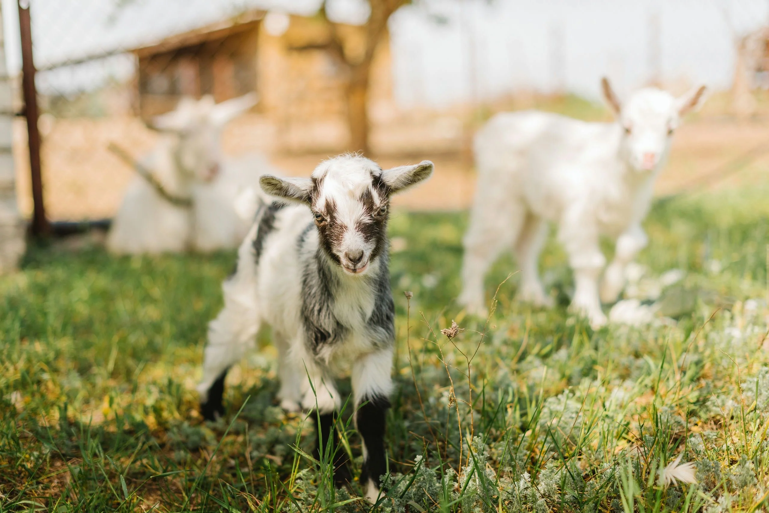Baby Goat Cuddle and Hiking Experience - Image 3