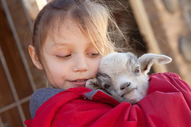 Baby Goat Snuggle Session - Image 5