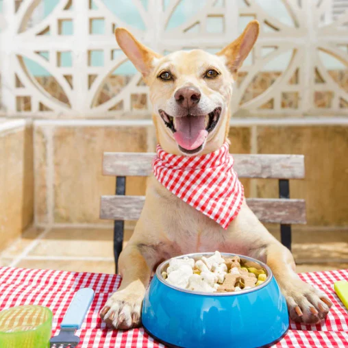 Bake for Your Pup: Dog Treats Cooking Class in NYC