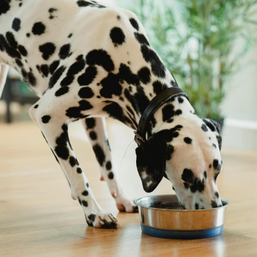 Bake for Your Pup: Dog Treats Cooking Class in NYC - Image 4