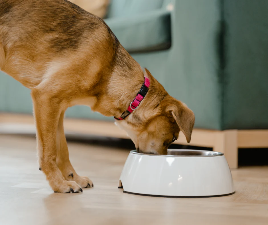 Bake for Your Pup: Dog Treats Cooking Class in NYC - Image 5