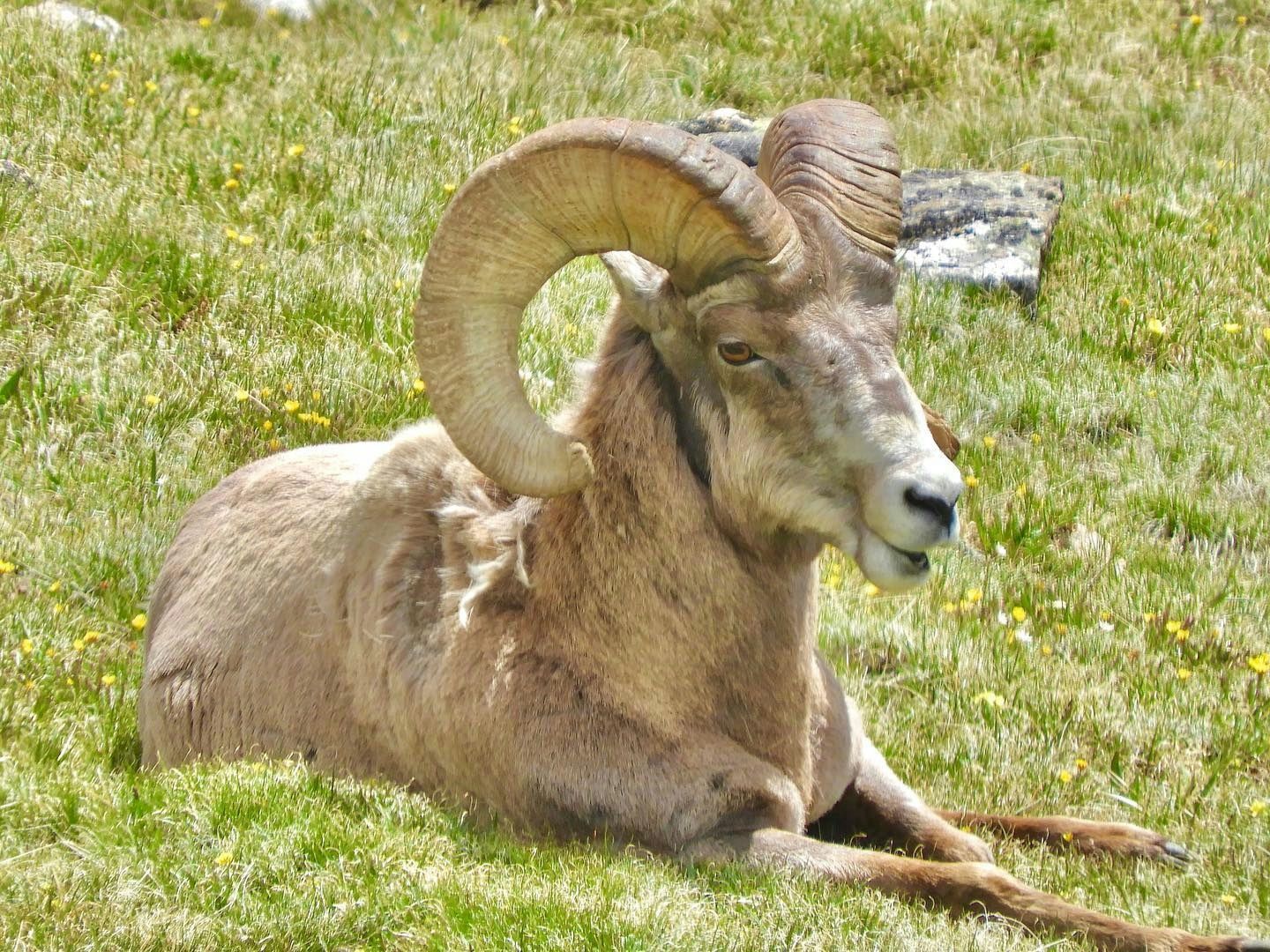 Bighorns & Birds Sightseeing Tour