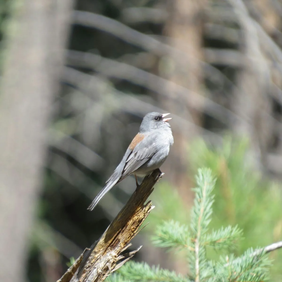 Bighorns & Birds Sightseeing Tour - Image 3