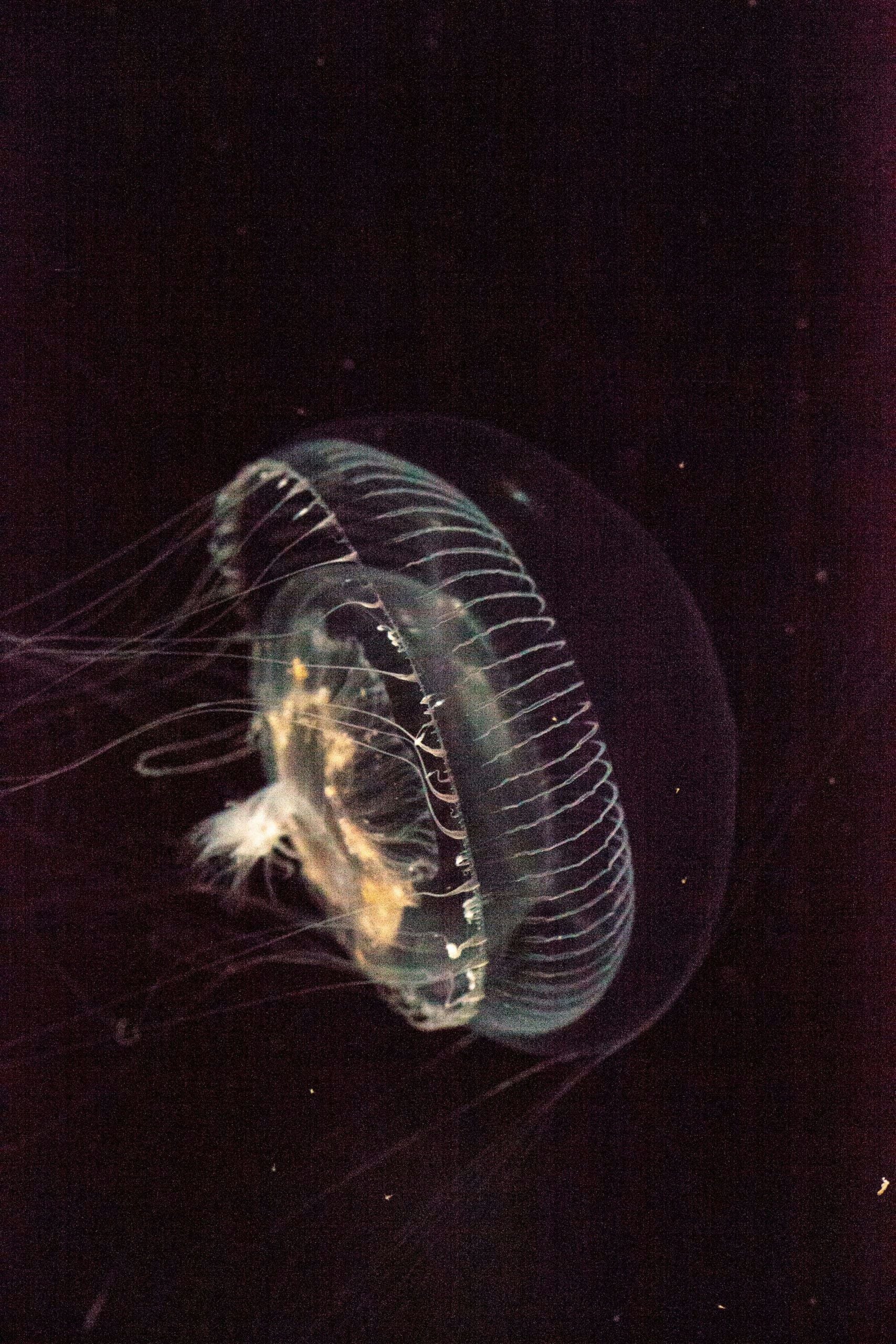 Bioluminescence Kayak Tour - Image 10