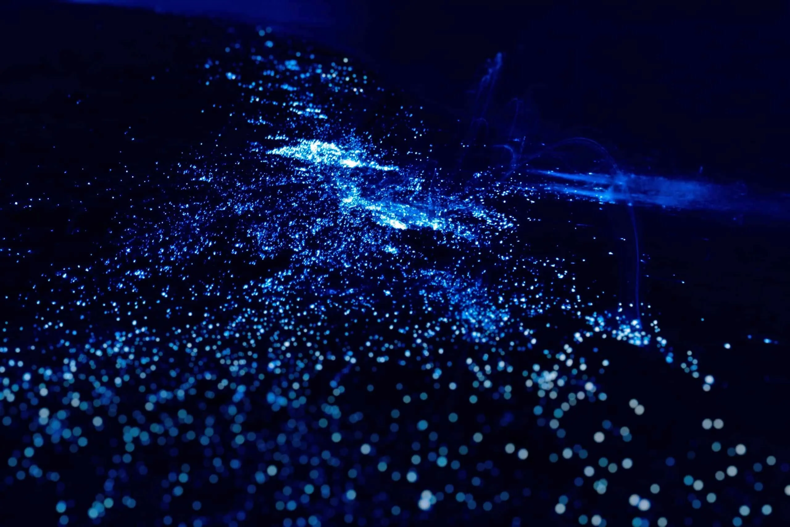 Bioluminescence Kayak Tour - Image 4
