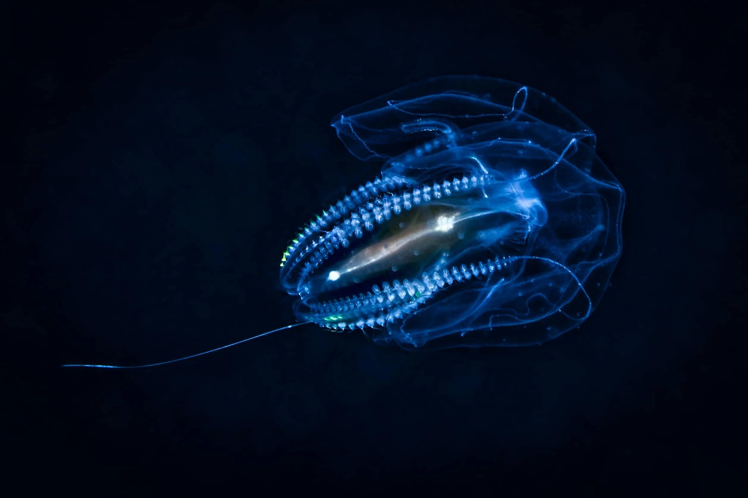 Bioluminescence Kayak Tour - Image 5