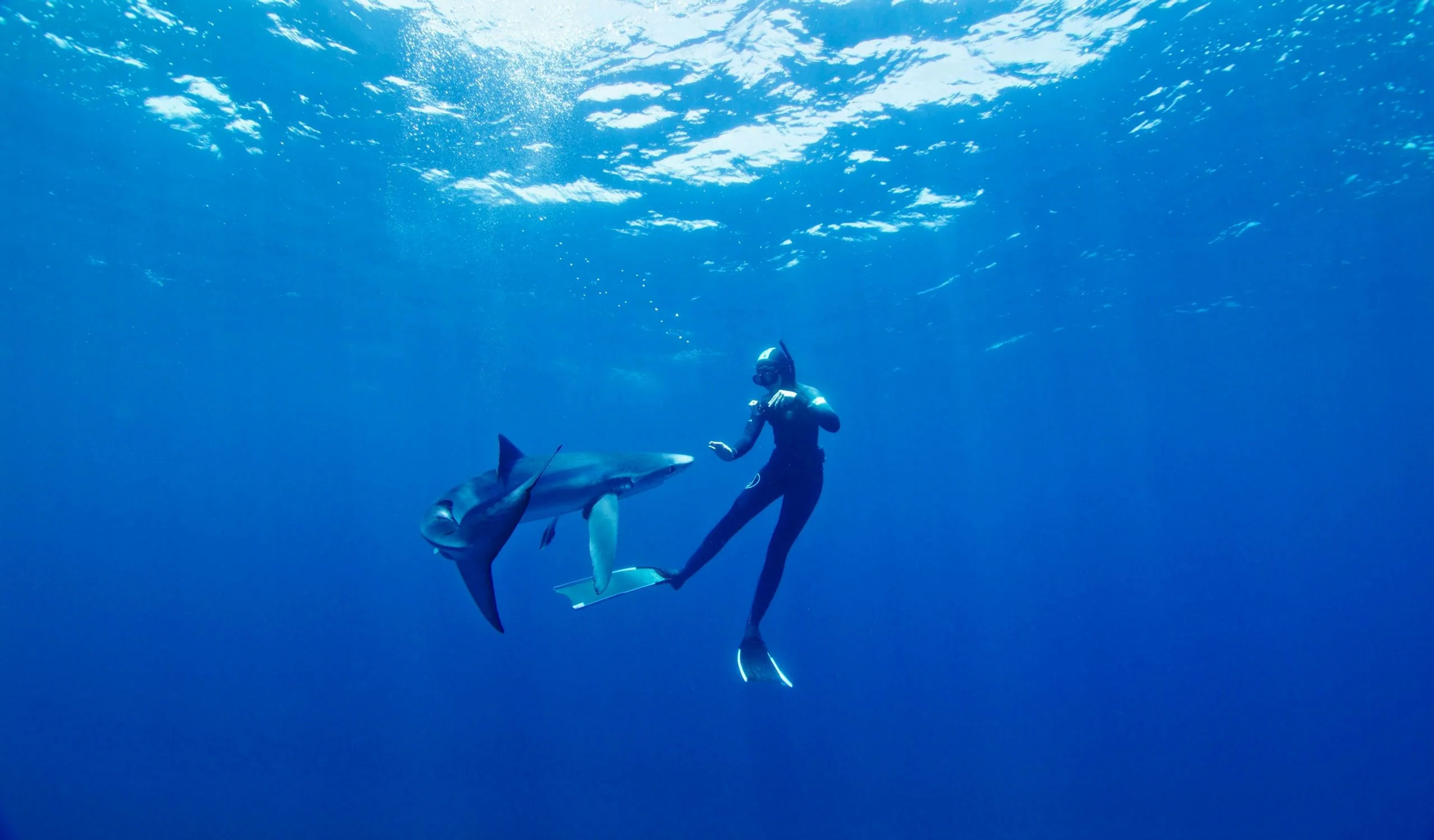 Blue & Mako Shark Offshore Expedition