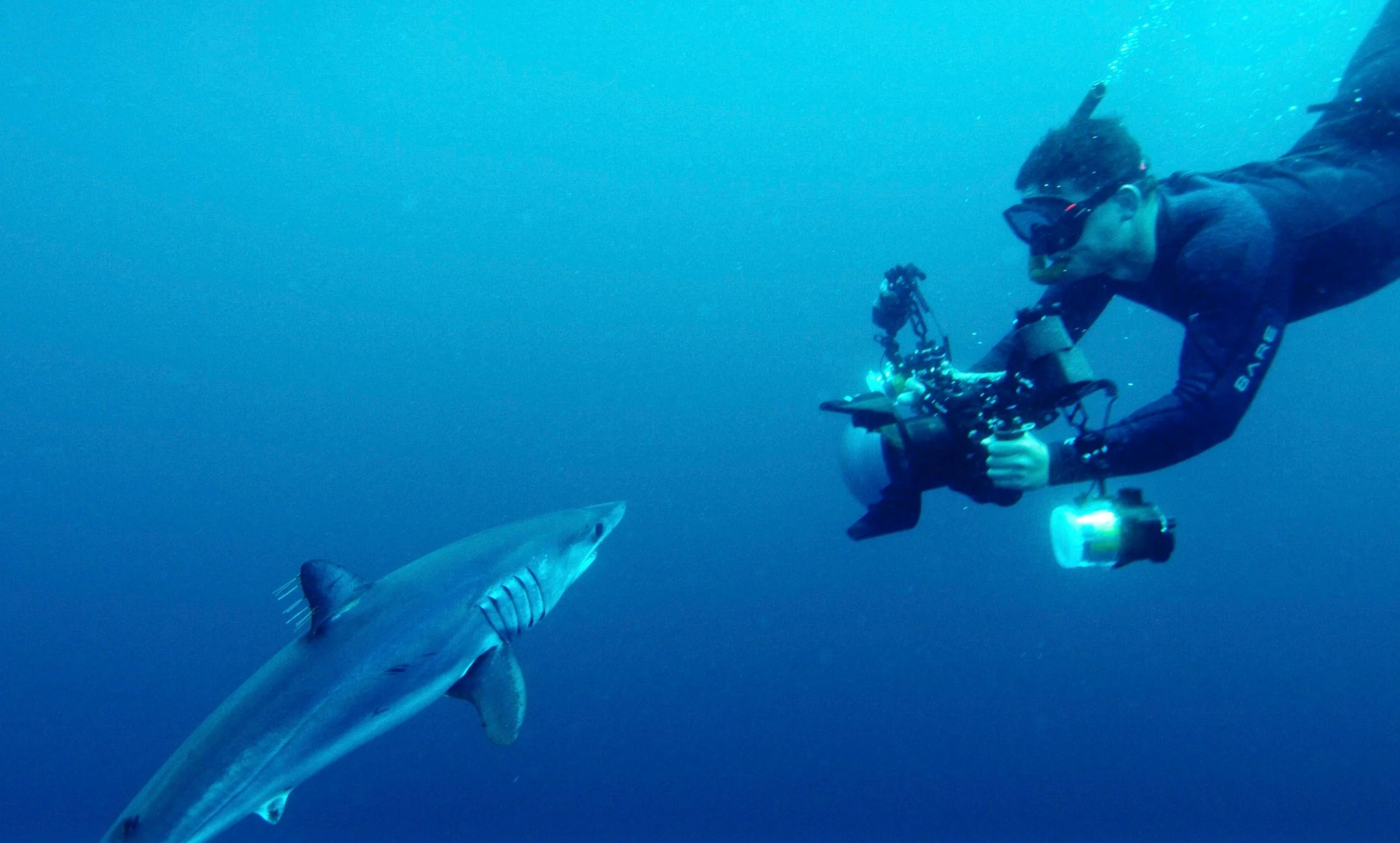 Blue & Mako Shark Offshore Expedition - Image 3