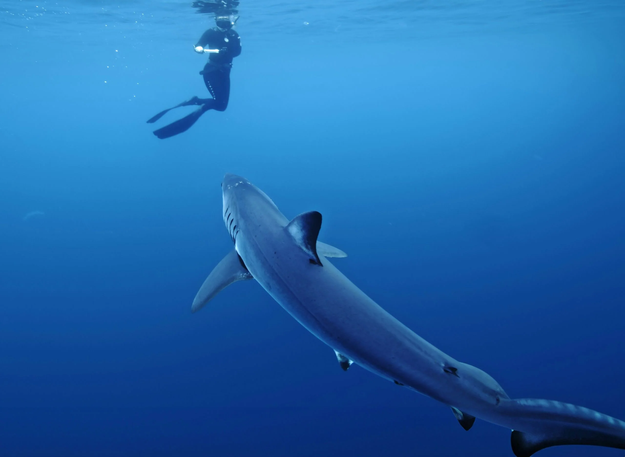 Blue & Mako Shark Offshore Expedition - Image 4