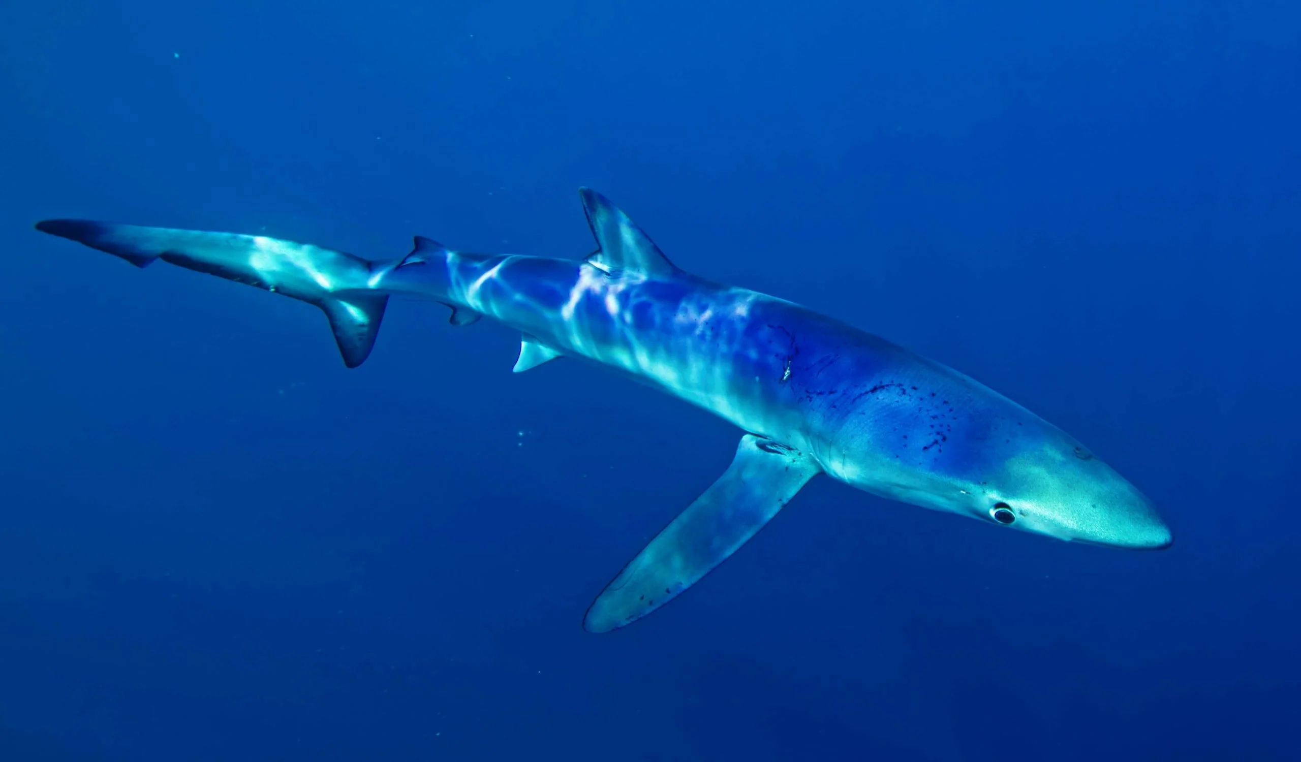 Blue & Mako Shark Offshore Expedition - Image 5