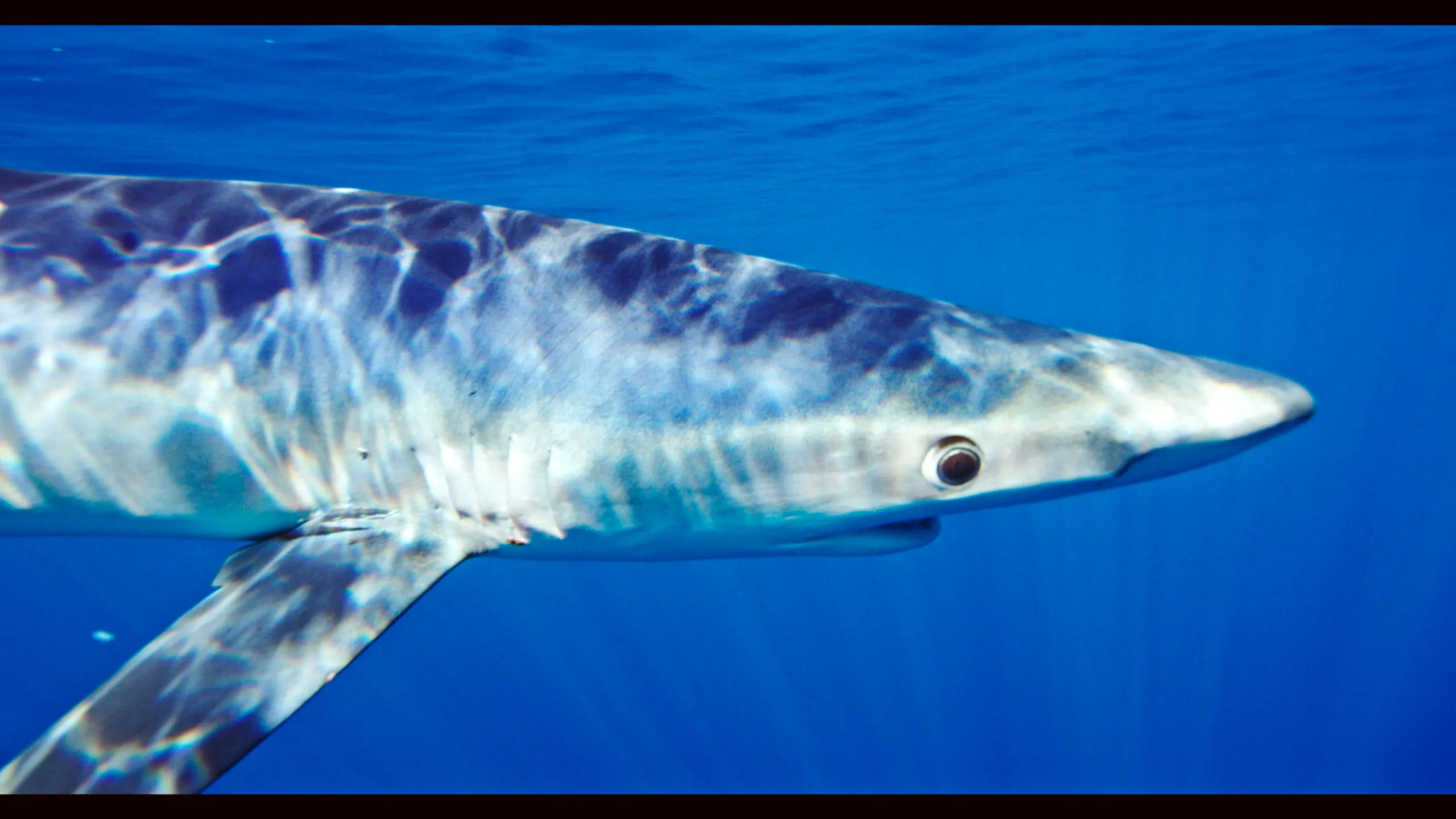 Blue & Mako Shark Offshore Expedition - Image 6