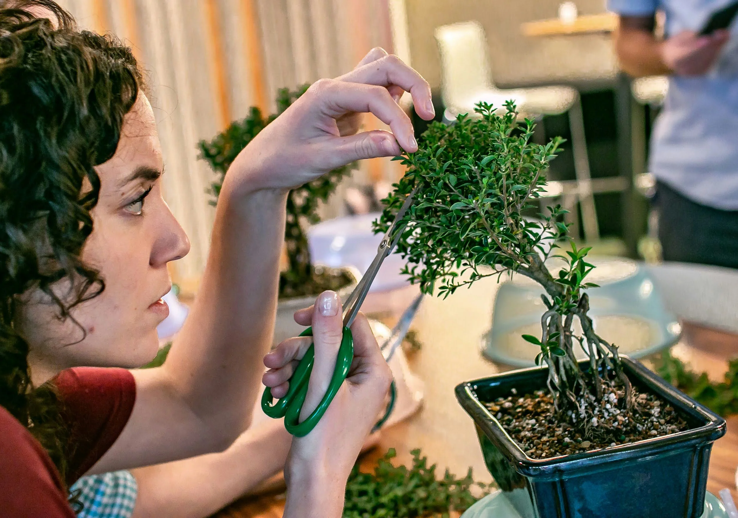 Bonsai Masterclass: Learn the Art of Bonsai in NYC - Image 5