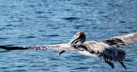 BYOB Private Sand Bar & Sandy Hook Cruise