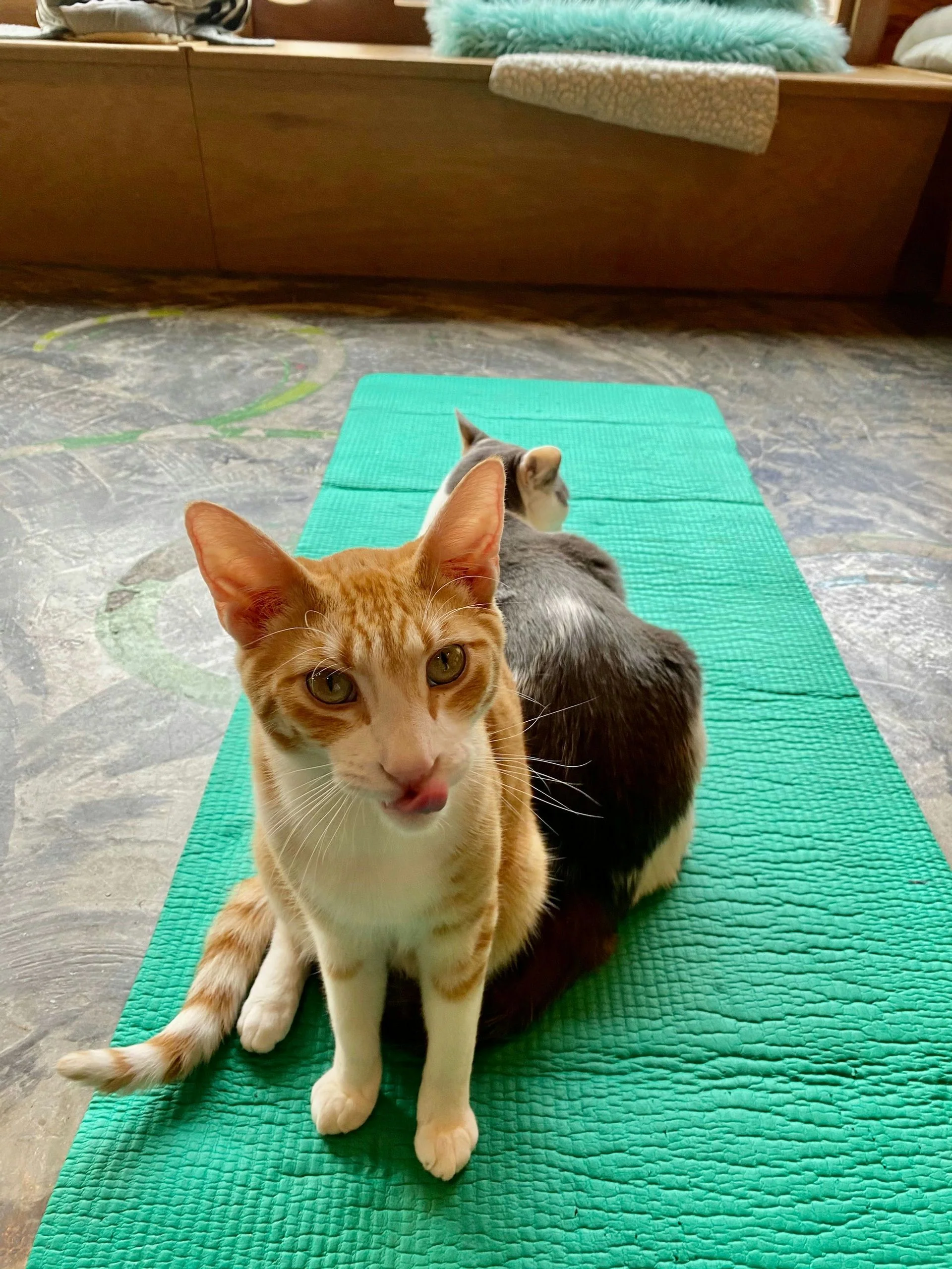 Cat Lounge Session in Seattle - Image 2