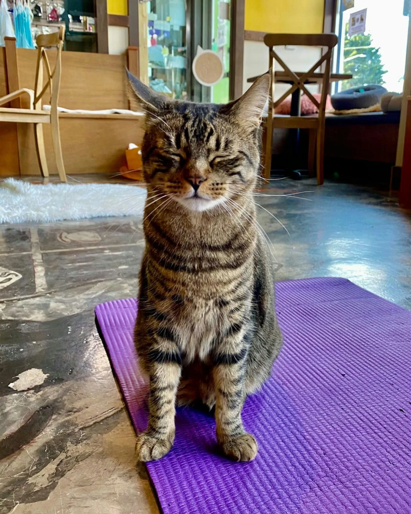 Cat Lounge Session in Seattle - Image 4