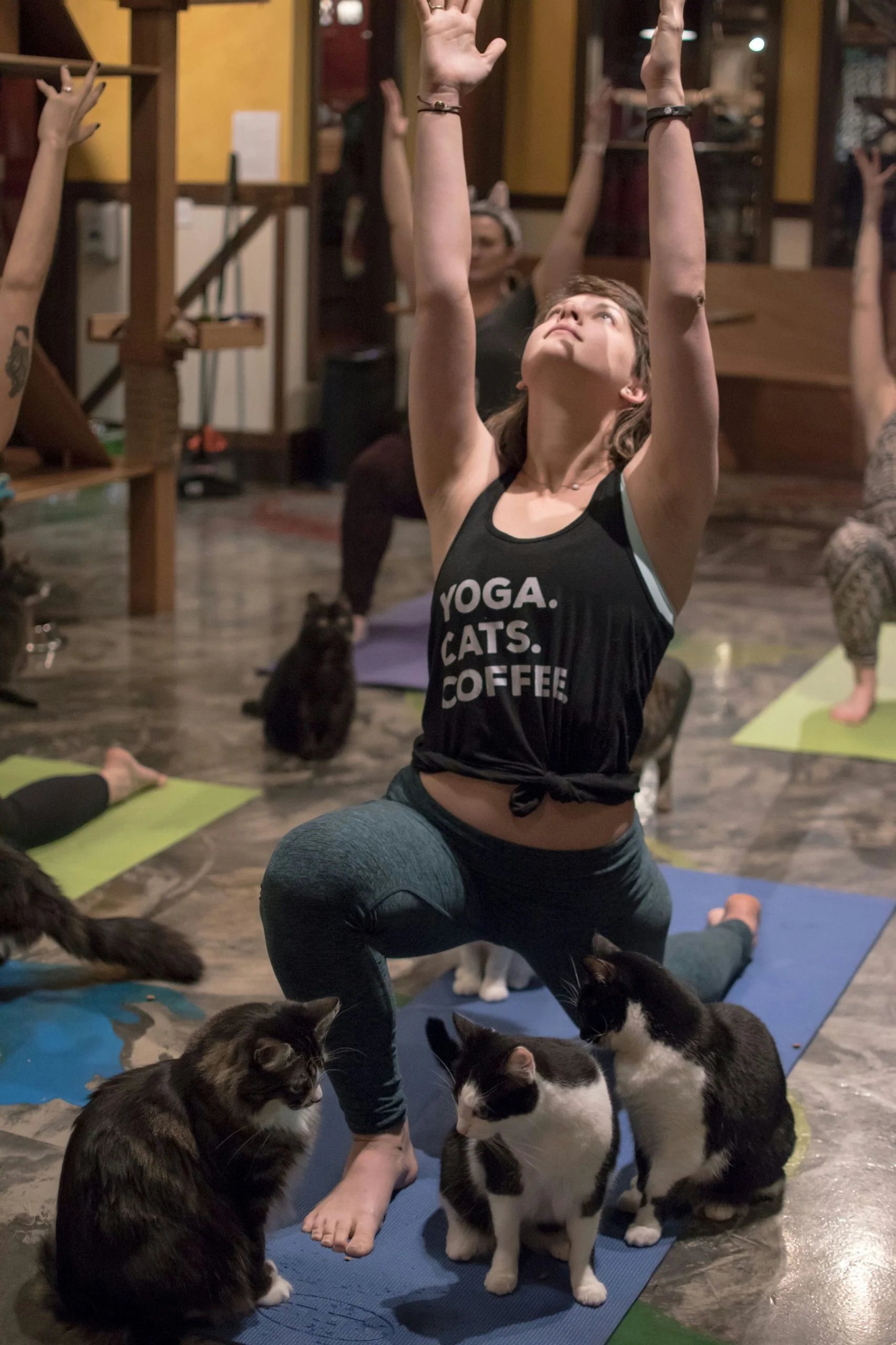 Cat Yoga in Seattle - Image 5