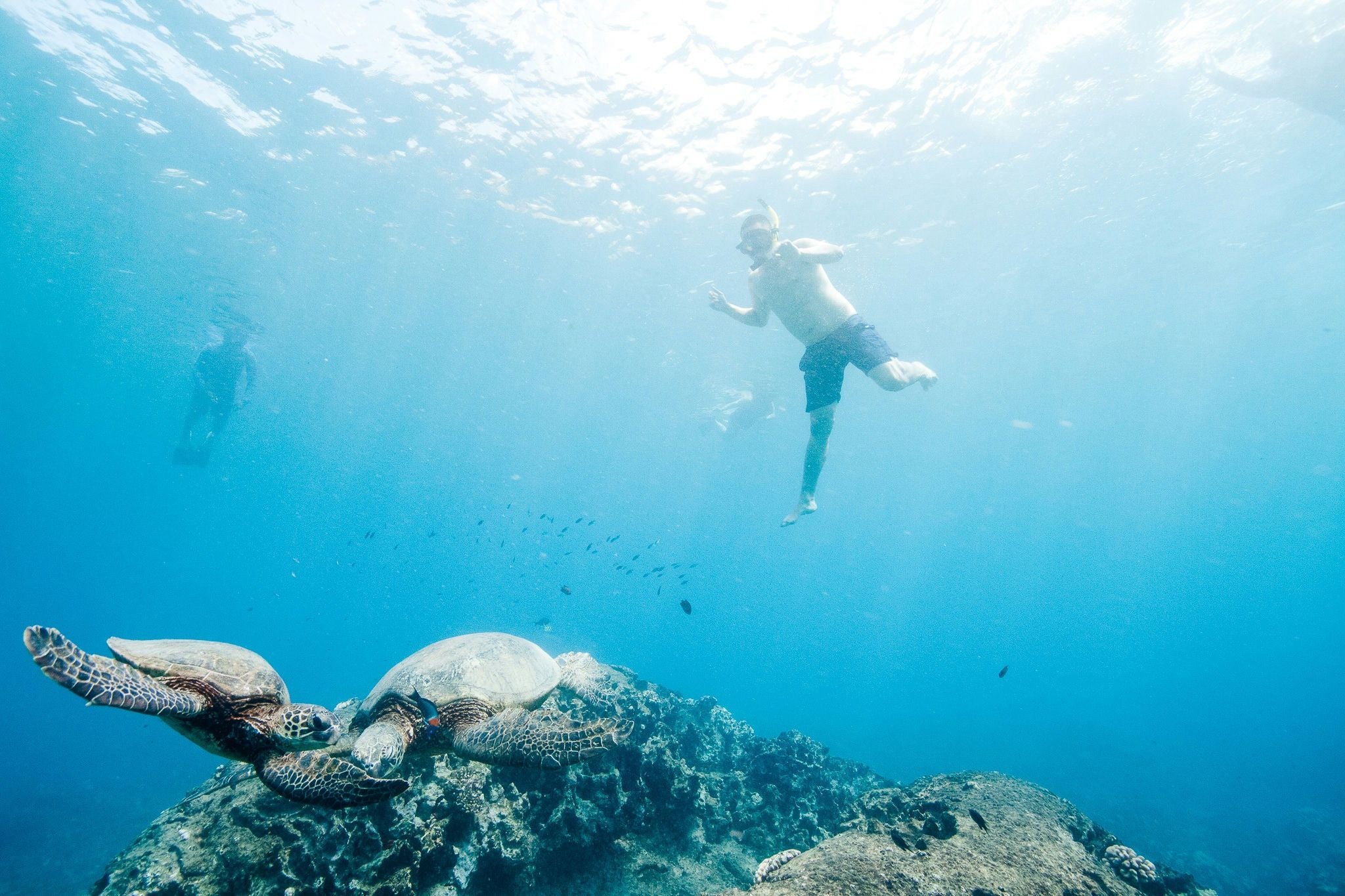 Catamaran Dolphin Watching & Reef Snorkel