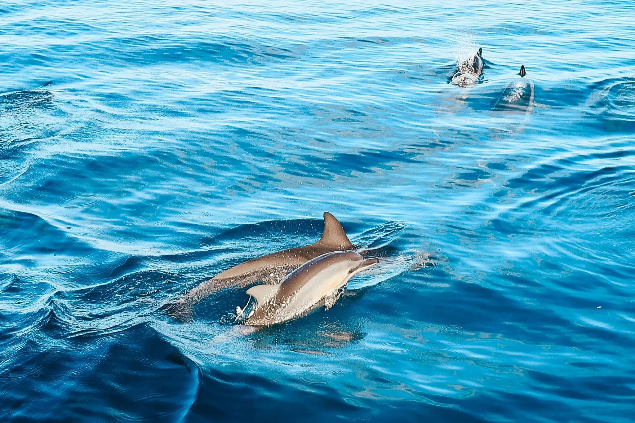 Catamaran Dolphin Watching & Reef Snorkel - Image 2