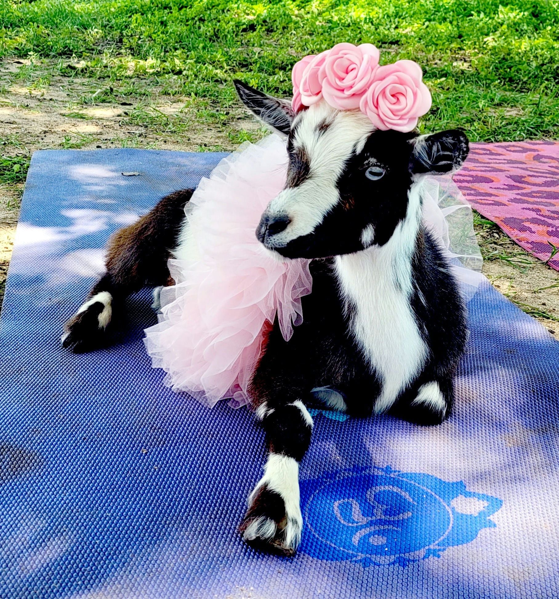 Champagne Brunch, Goat Yoga & Craft - Image 4