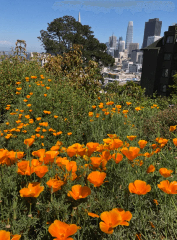 Chinatown, Russian Hill & North Beach Walking Tour - Image 8