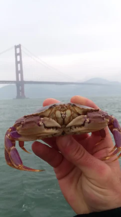 Crabbing Under The Golden Gate Bridge - Image 3