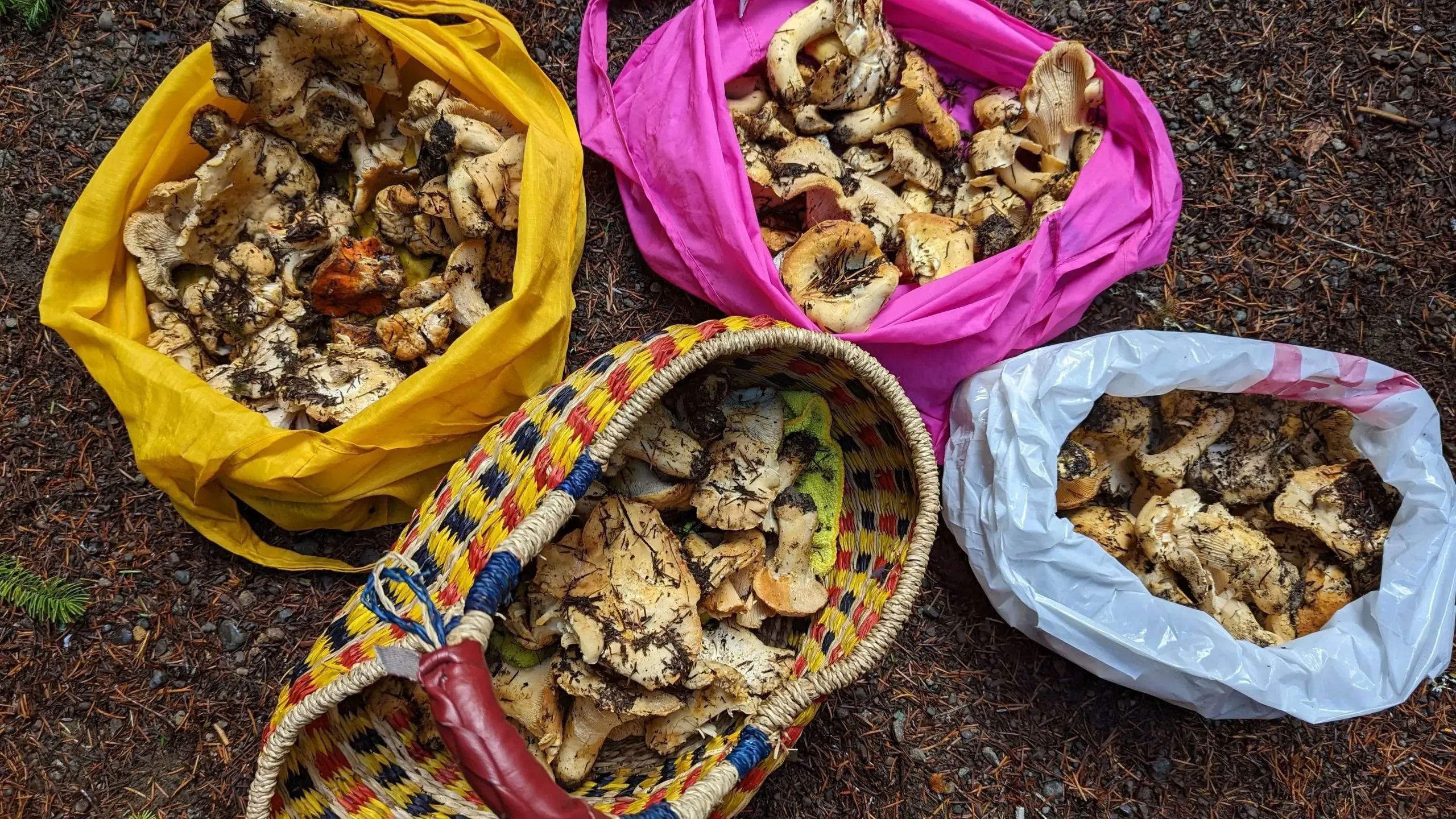 Crazy for Chanterelles Wild Mushroom Hunt - Image 8