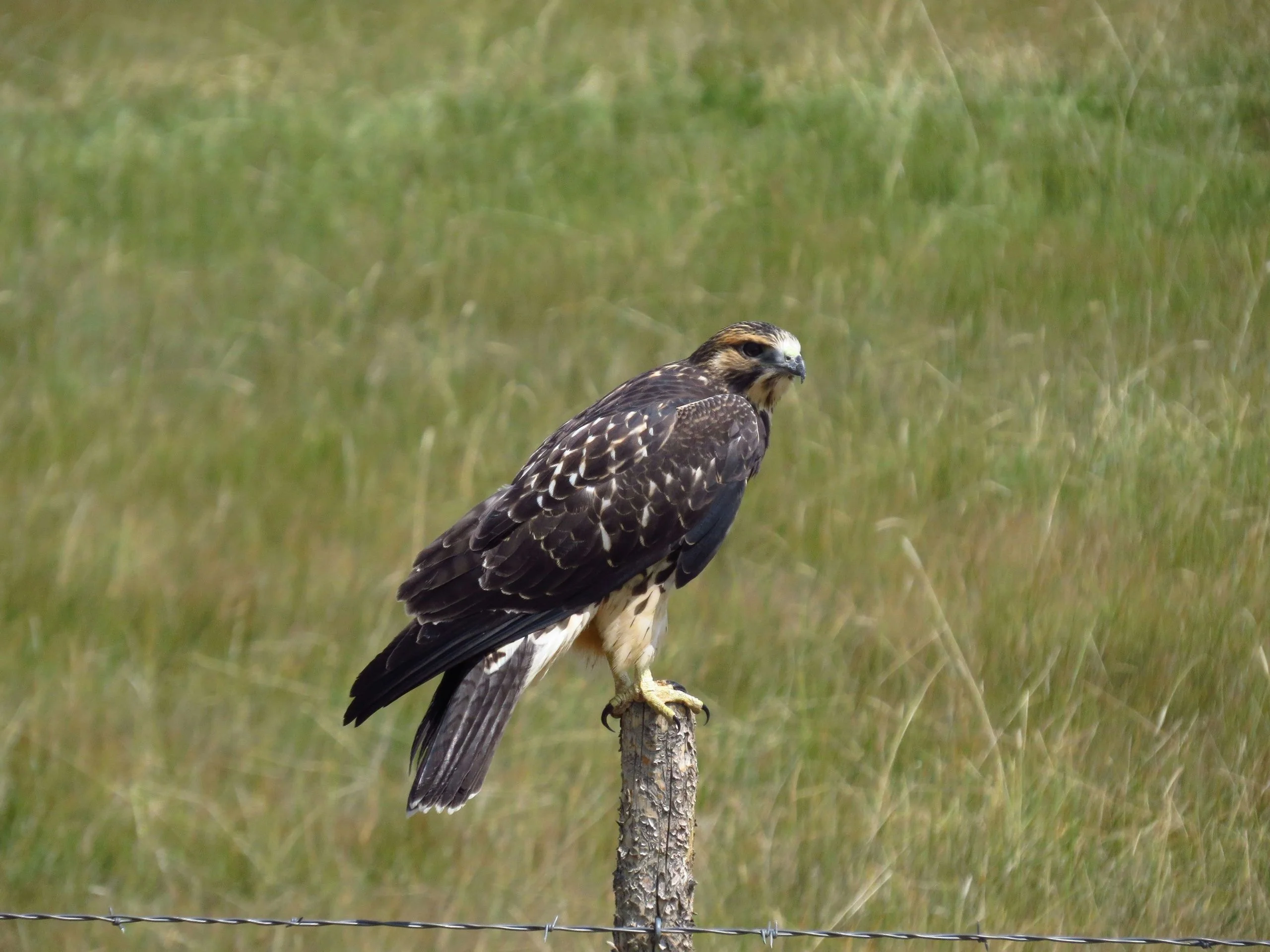Crow Valley Birding Pawnee - Image 5
