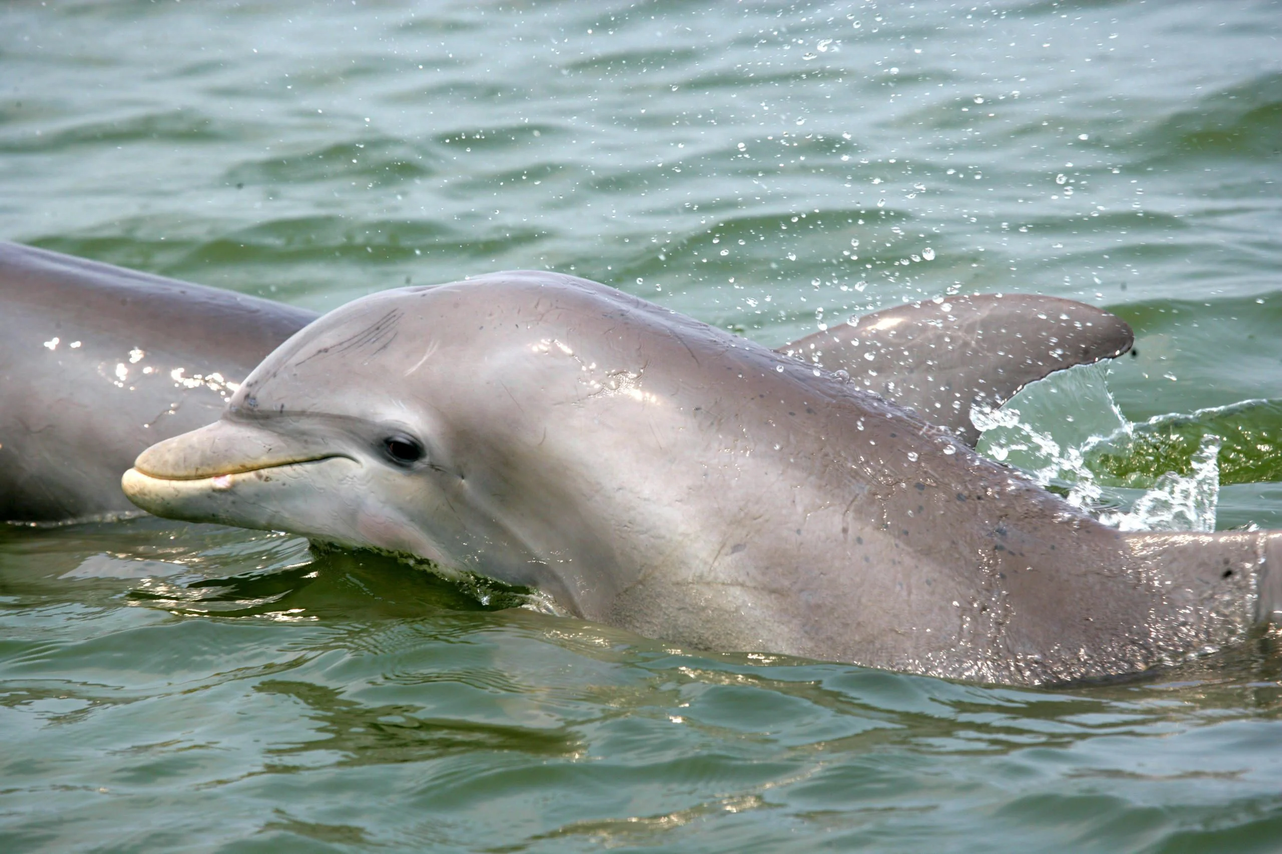 Daytime Dolphin Sail in Charleston - Image 2