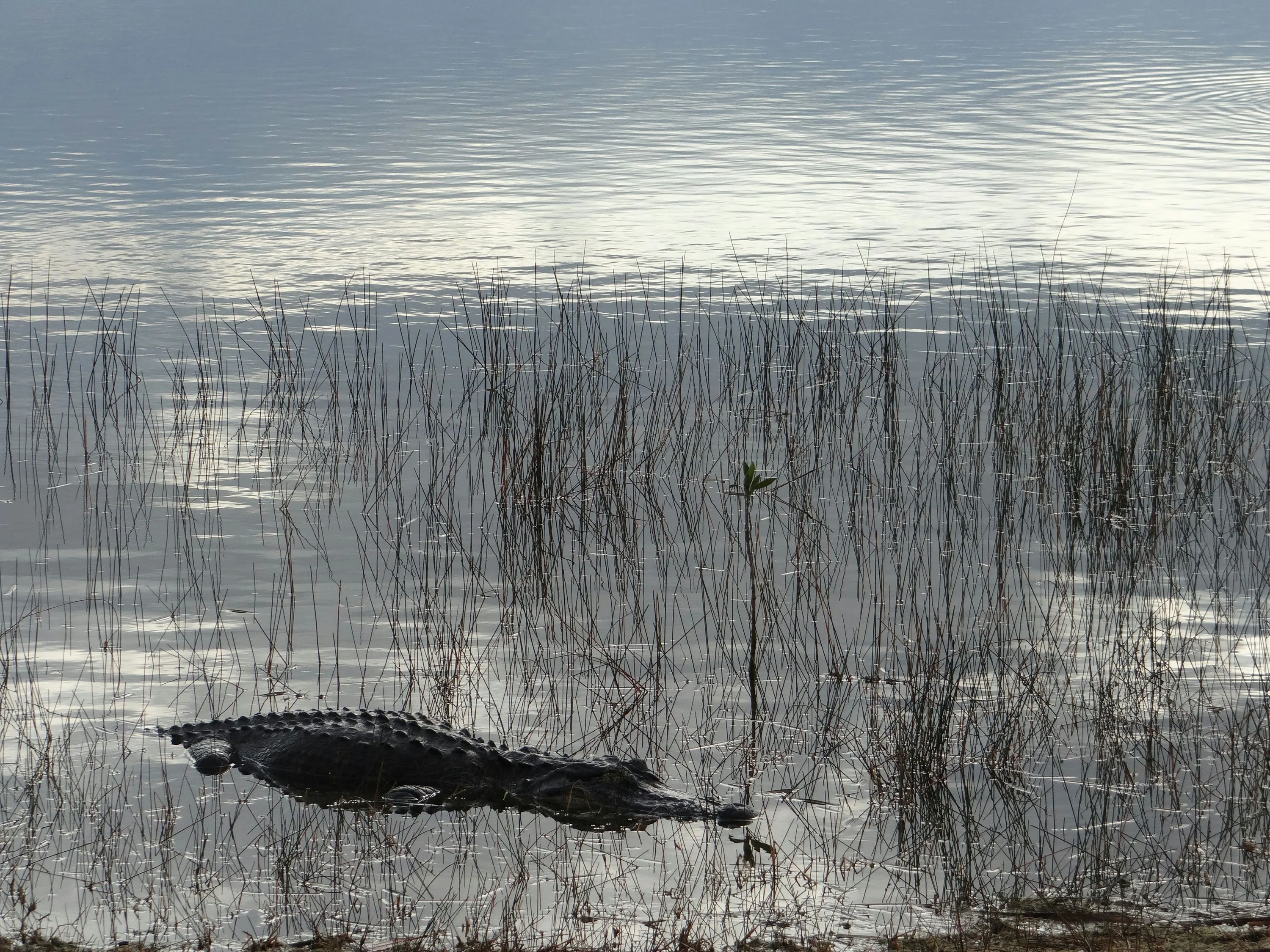 Destrehan Plantation + Small Airboat Swamp Tour - Image 4
