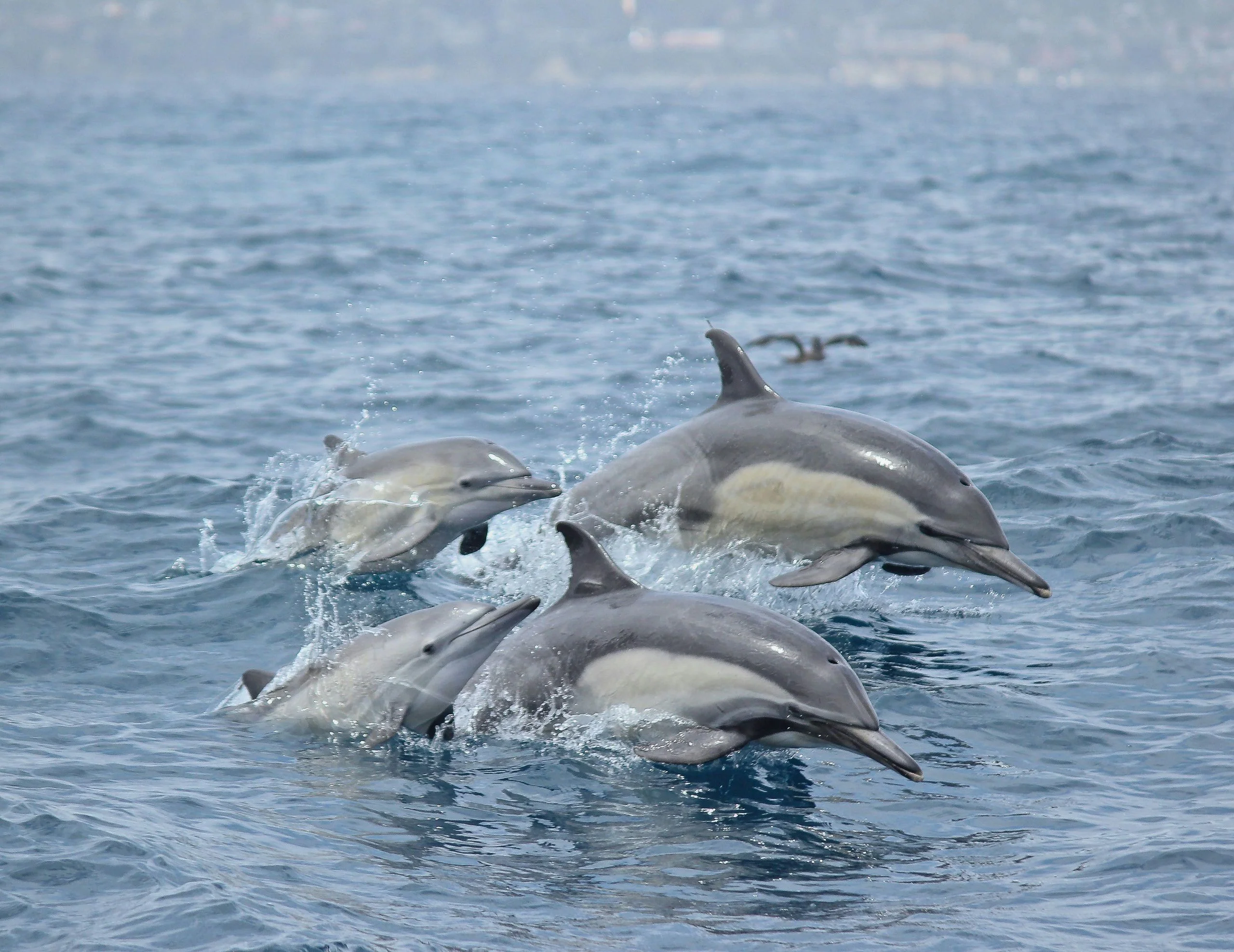 Dolphin & Whale Watching Adventure - Image 2