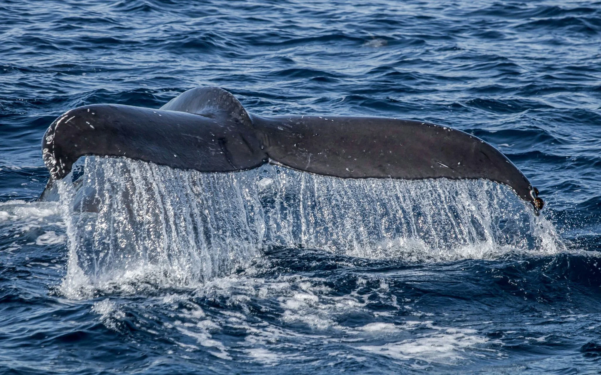 Dolphin & Whale Watching Adventure - Image 3