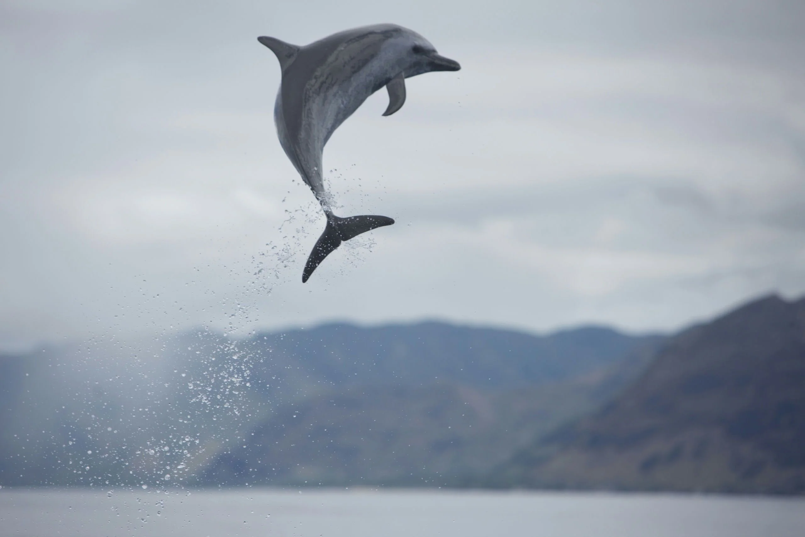 Dolphin Tour in Oahu - Image 4