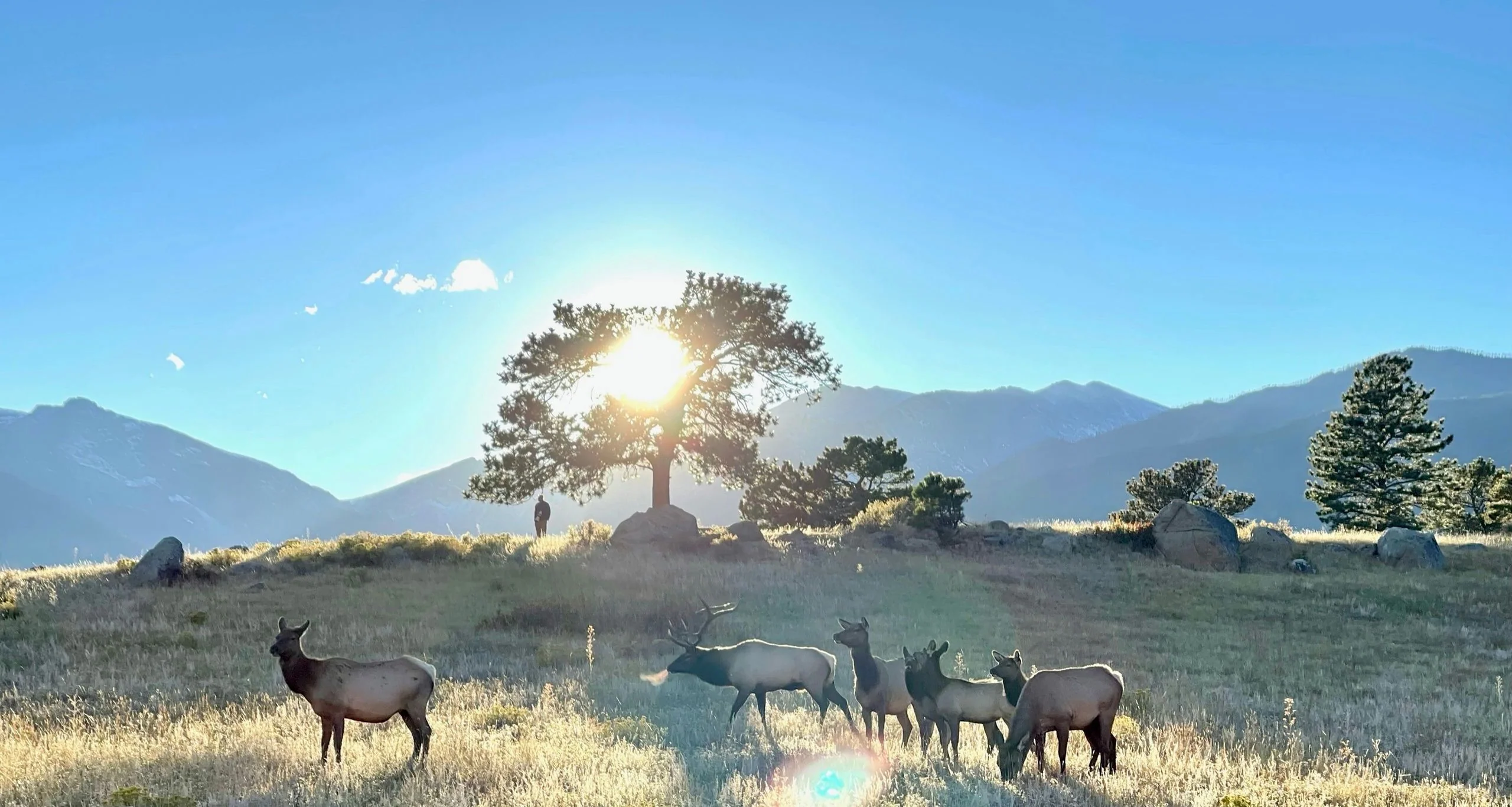Elk Sightseeing Tour