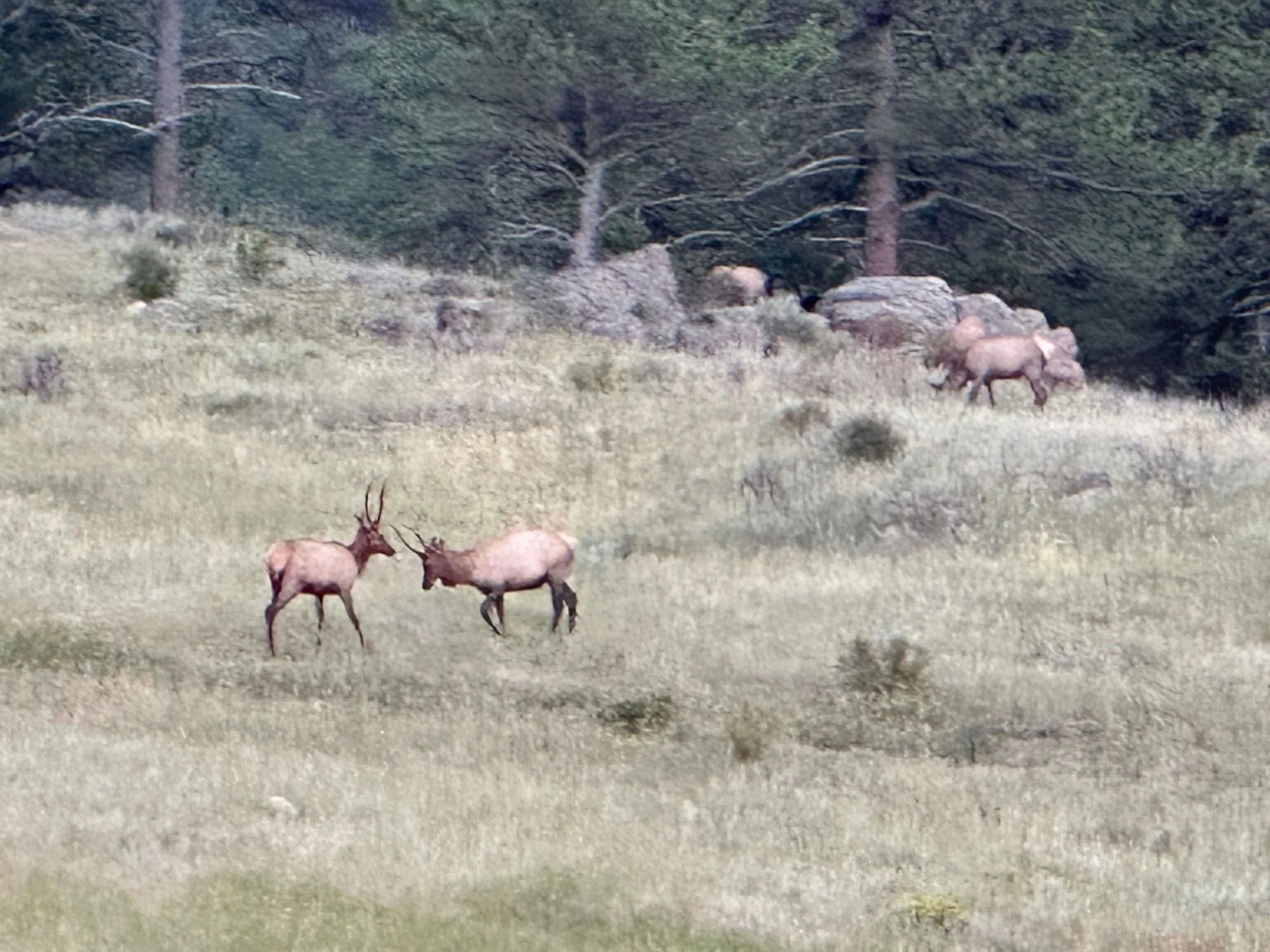 Elk Sightseeing Tour - Image 2