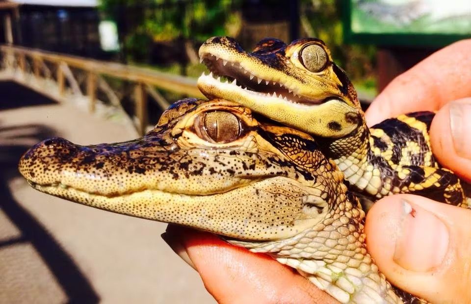 Everglades Airboat Tour & Animal Sanctuary Admission - Image 4
