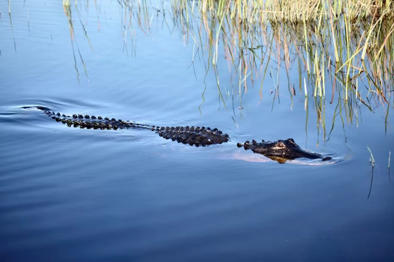 Everglades Airboat Tour & Animal Sanctuary Admission - Image 5