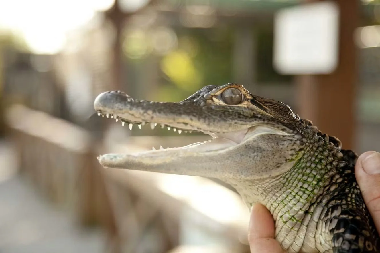 Everglades Airboat Tour & Animal Sanctuary Admission - Image 7