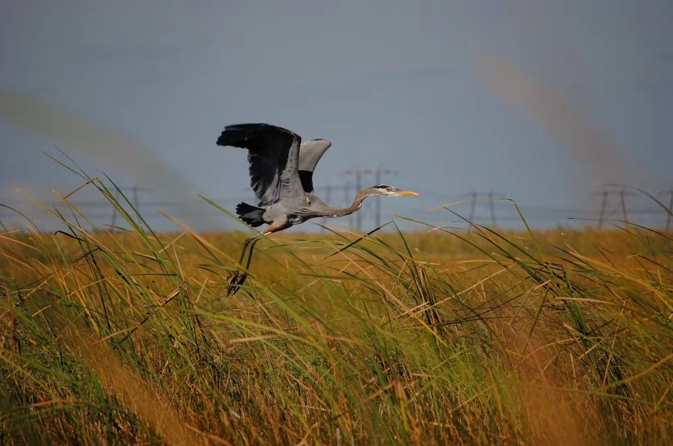 Everglades Airboat Tour & Animal Sanctuary Admission - Image 8