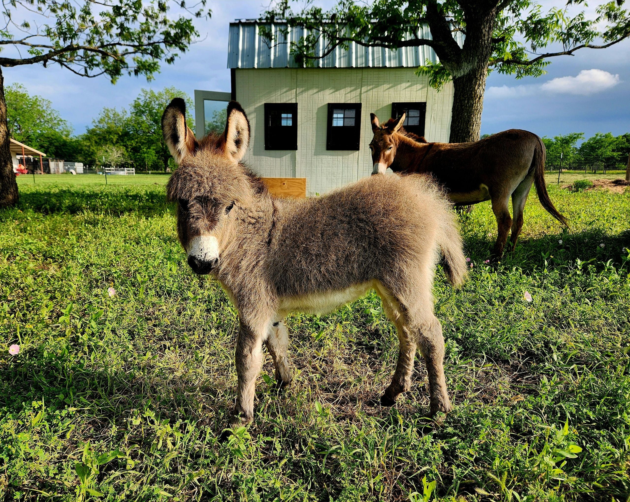 Farm Day Pass - Image 2