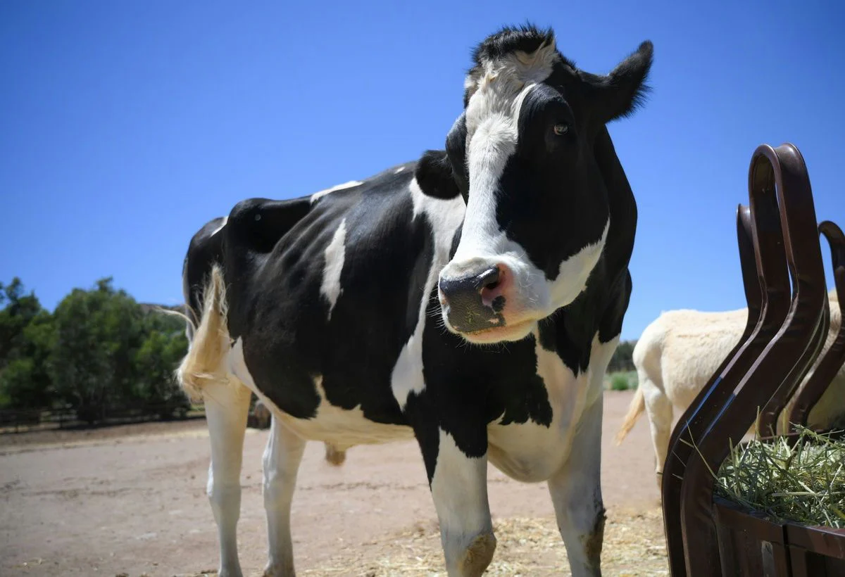 Farm Sanctuary Tour in Acton