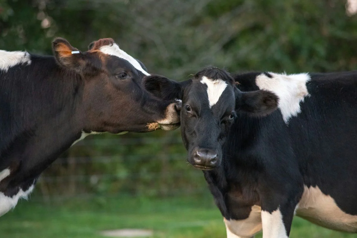Farm Sanctuary Tour in Watkins Glen