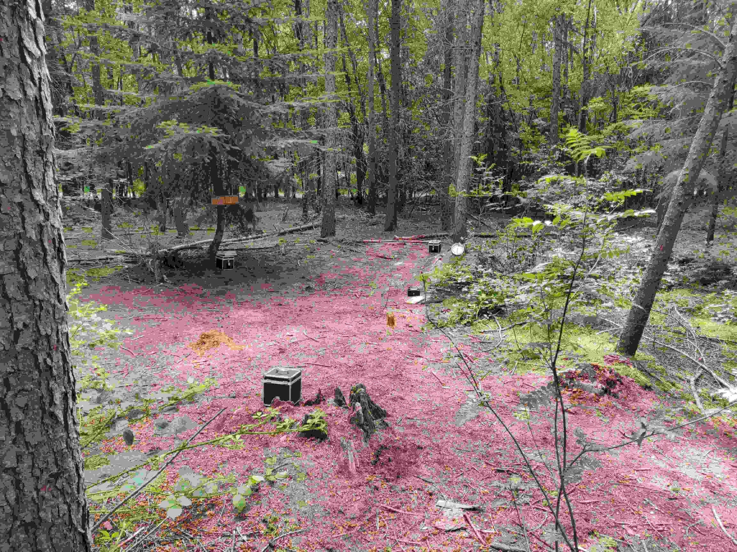 Chicago Forest Escape Game with Go Ape - Image 3