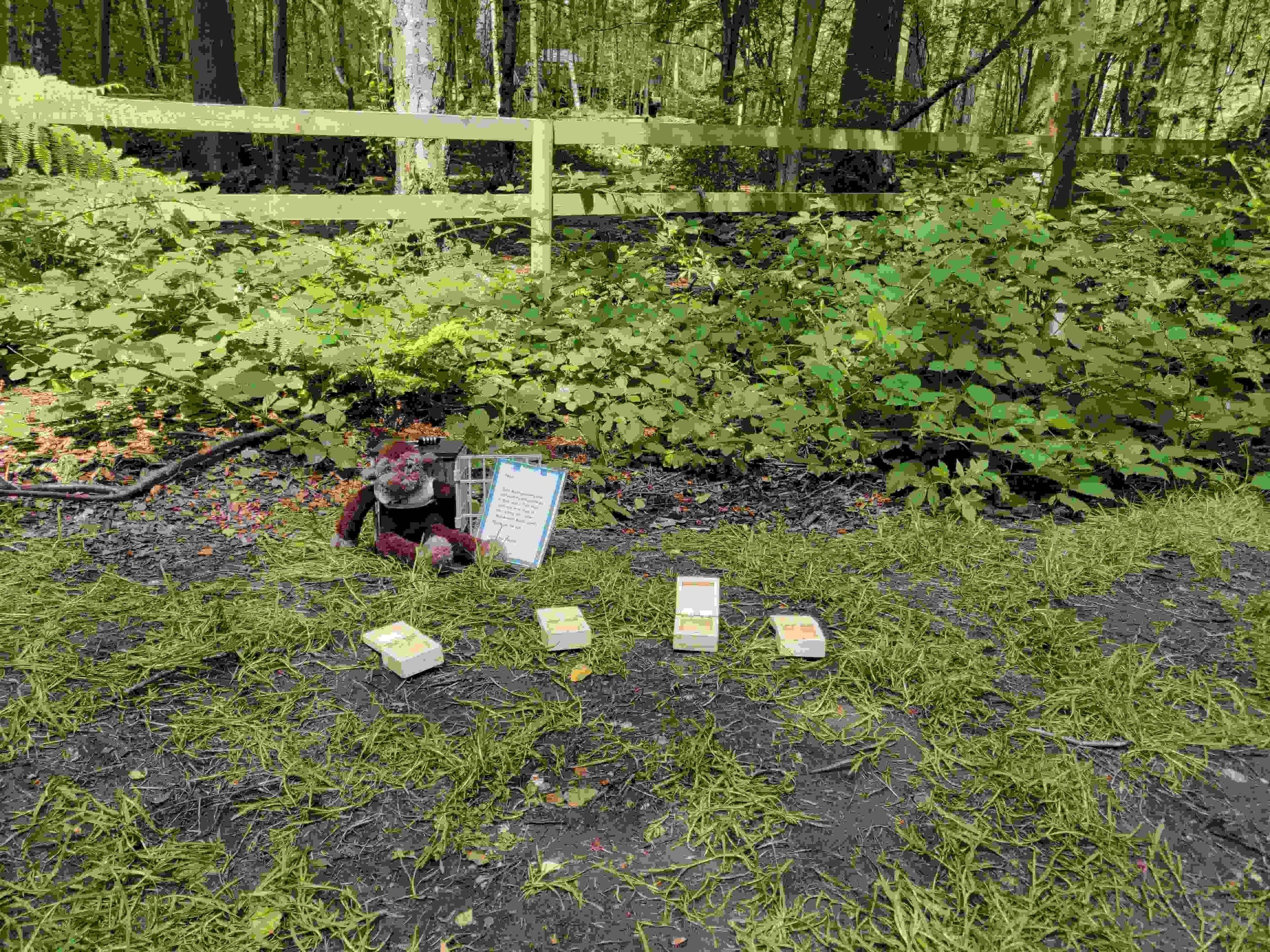 Chicago Forest Escape Game with Go Ape - Image 5