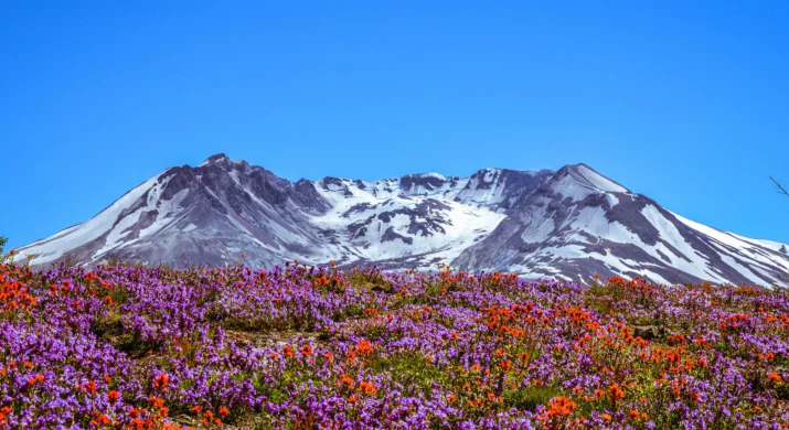 Full Day Mt. St. Helens National Monument Tour from Seattle - Image 6