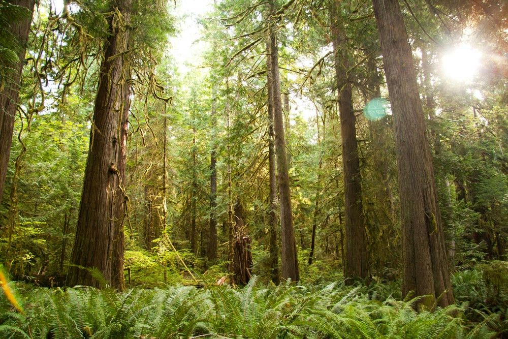 Full Day Olympic National Park Tour from Seattle