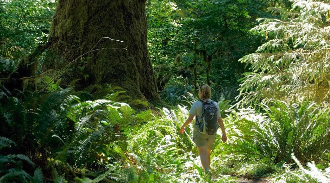 Full Day Olympic National Park Tour from Seattle - Image 11