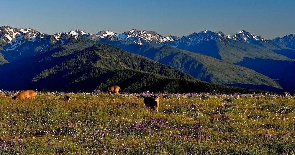 Full Day Olympic National Park Tour from Seattle - Image 3
